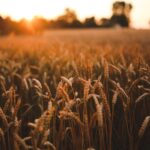 migliori prodotti genuini